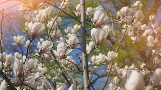 Heart Soothing ∥ Sura Al-Fatiha ∥ Hani Ar Rifai