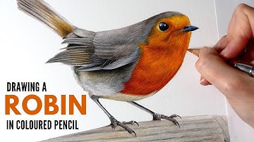 Drawing a Robin in Colored Pencil & Watercolor Pencil | Bird Drawing | Wildlife Drawing