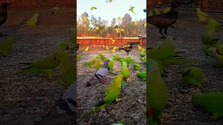 এটা কি টিয়া পাখি 😱😰#birds #viralvideo #shorts #cutebaby #learning #youtubeshorts #trending #love