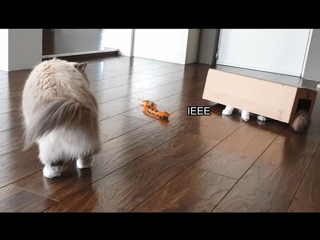 Cat Hiding From Centipede (funny)