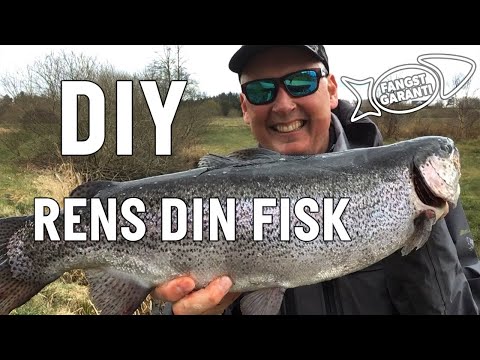 Video: Hvordan holder man fisken frisk før rengøring?