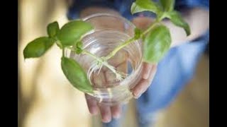 Master the Art of Propagating Plant Cuttings in Water