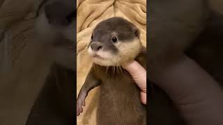 Fakta Unik Berang Berang #shorts #animals #youtube #cute #otter