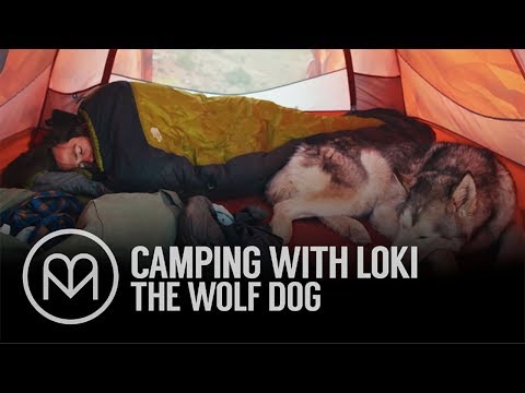 Video: Camping Med Loki The Wolfdog - Matador Network