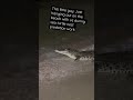 Croc on the beach #crocodile #nature #australia