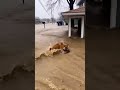#AnimalRescue #FloodHero #SurvivalStories