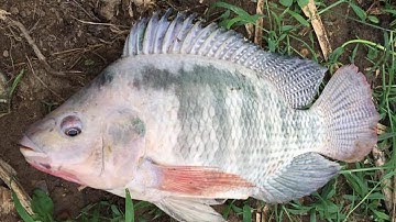 Săn Cá To KHỦNG Trong 1 Ngày - Liệu Có Thực Sự Khả Thi?