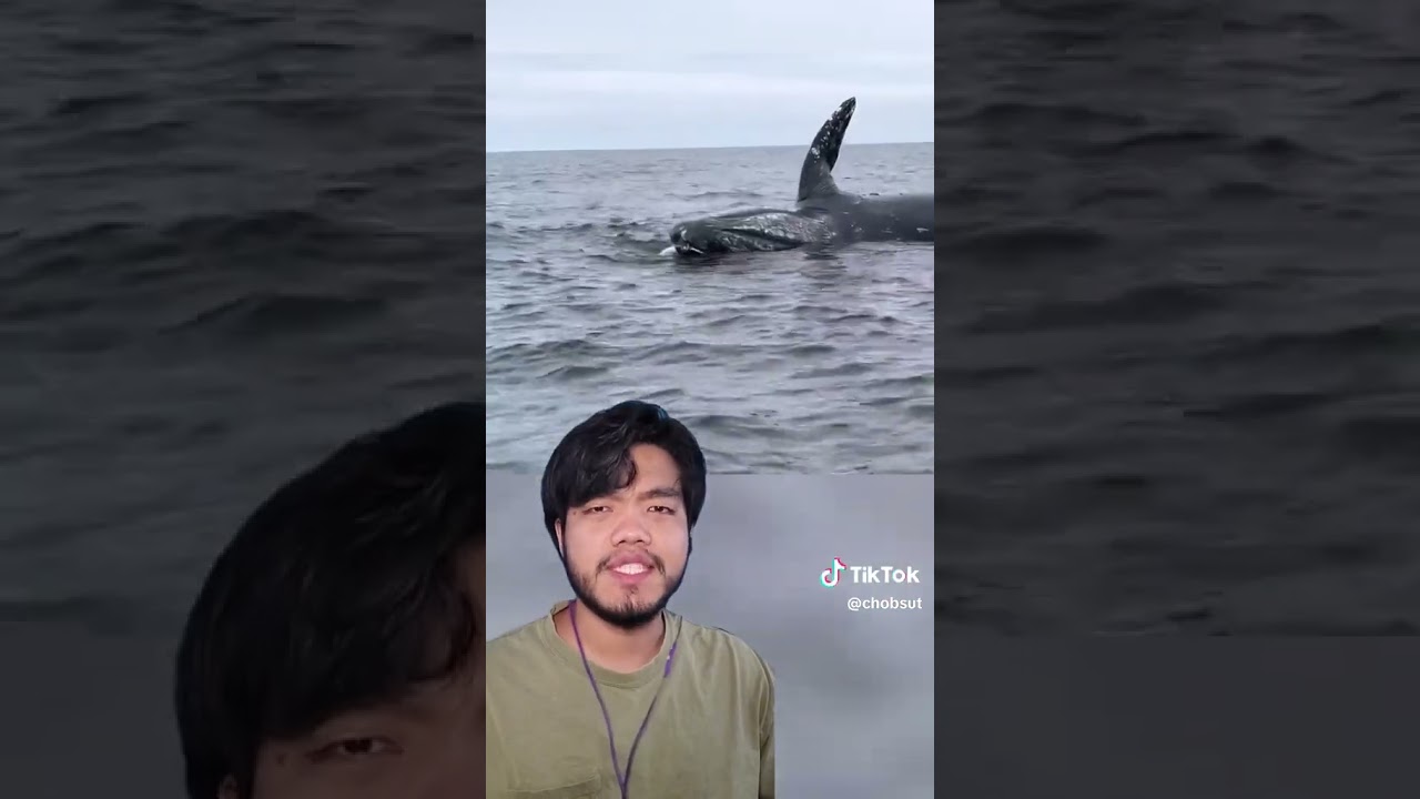 ระวังวาฬระเบิด! 🐳💥#Chobsut #สารคดีสัตว์โลก #animals #wildlife #วาฬ #whale #whaleexploding #shorts