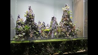 Setting up a carnivorous plant paludarium