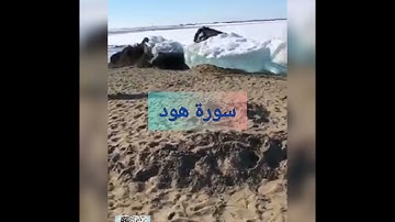 سورة هود  بصوت سعد الغامدي -011-  surat hud - bisawt Saad AlGhamdi