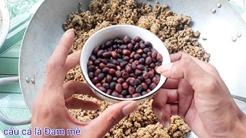 Mồi câu cá  trôi, chép, trắm, phi, Mè Vinh, Hiệu Quả - Dễ Làm #120