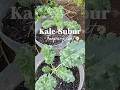 pupuk npk infarm #berkebundirumah #berkebun #caramerawattanaman #garden #budidayatanaman #gardening