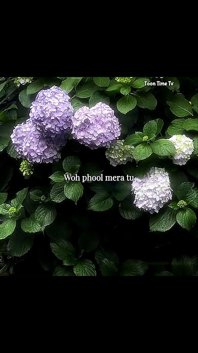 Finding Her (Female Version) | Aesthetic Lyrics Video #shorts #song #lyrics