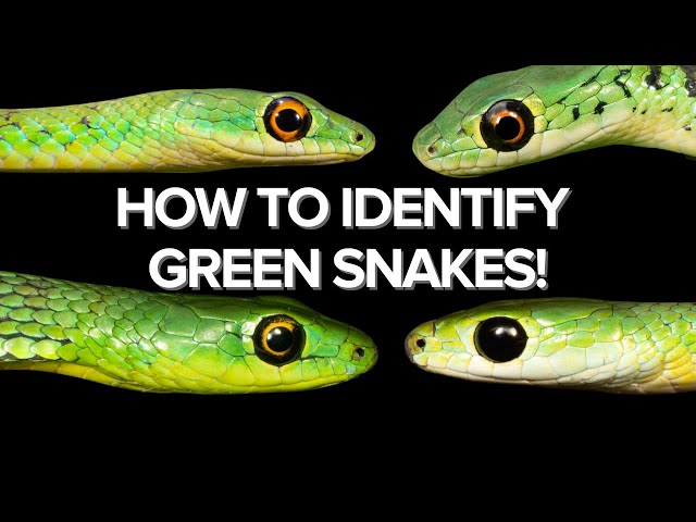 HOW TO IDENTIFY GREEN SNAKES - STEP BY STEP 