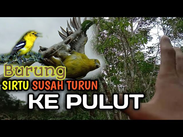 Mikat Sirtu yang susah Turun ke pulut || coba gunakan cara ini class=