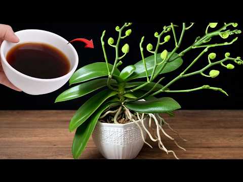 1 Cup a Week for Orchids – Stimulate Strong Roots & New Blooms Naturally