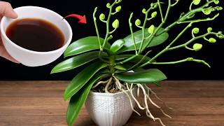 1 kopje per week voor orchideeën – Stimuleer sterke wortels en nieuwe bloei op natuurlijke wijze