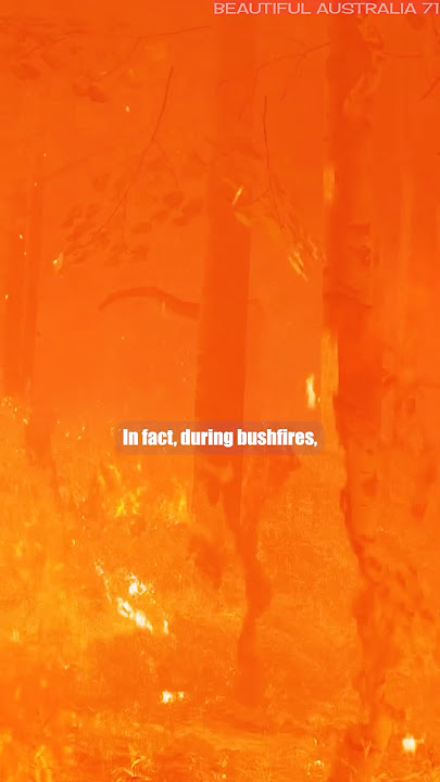 Australia’s Fiery Eucalyptus: Trees That Can Explode! #ytshorts