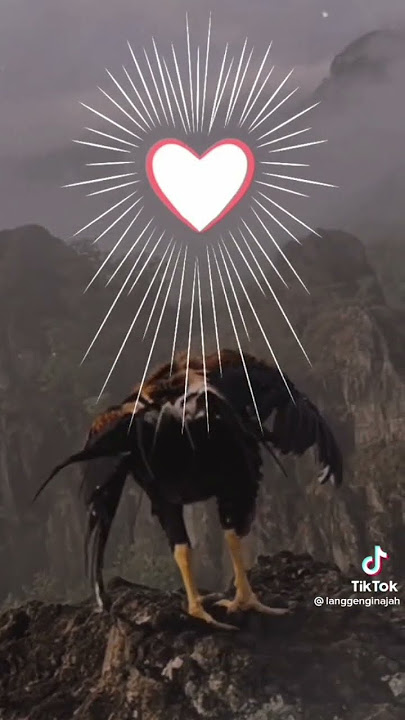 story wa psht terbaru 2023 short ayam jago