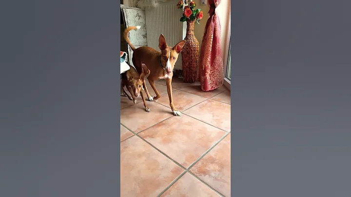 Love Story #podenco #love #slowmotion