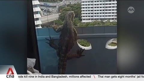 Non-native monitor lizard found in Singapore flat casts spotlight on illegal exotic pet trade