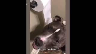 Funny Home Animal Mishaps by Life and nature as it is 715 views 2 months ago 8 minutes, 48 seconds