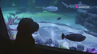 Mastering the nitrogen cycle Fish in cycle vs Fishless cycle