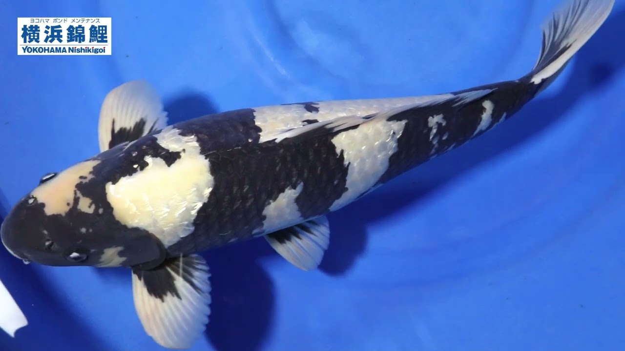 横浜錦鯉】銀鱗白写り (広島県・面迫養鯉場産)59㎝ - YouTube