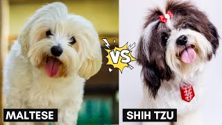 Maltese vs Shih Tzu  Differences Between Two Small Dog Breeds