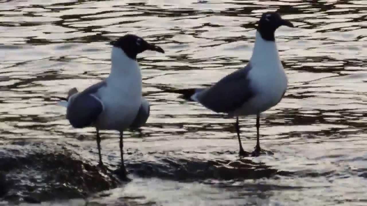 Gaviota Gallega (Larus atricilla) Laughing Gull 