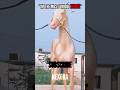 POV: You Just Met the Most Loved Horse in the World 🏇#viralshorts #trollface #horse