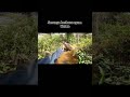 serunya berburu ayam hutan.