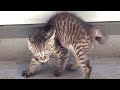 Try Not To Laugh With These Cats, But It&#39;s 99% IMPOSSIBLE - Funniest Cat Videos