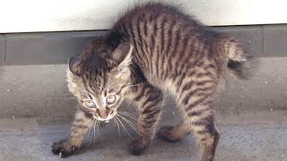 Try Not To Laugh With These Cats, But It's 99% IMPOSSIBLE - Funniest Cat Videos by Petty 238,471 views 2 years ago 9 minutes, 13 seconds