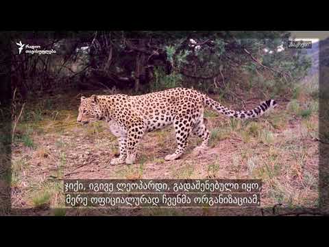 კაცი მწვანე მაისურში