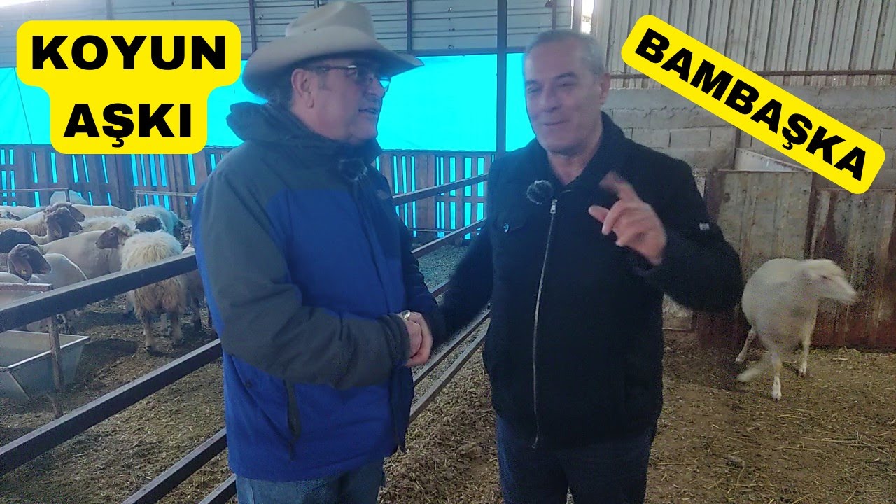 İŞ ADAMININ KOYUN AŞKI (Vazgeçilemeyen Sevgi)