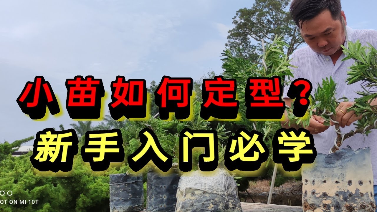 松柏小苗|教你如何設計和定型小苗