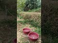 Rainy day in our garden