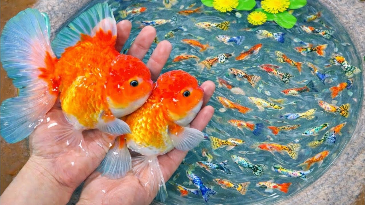 Catch beautiful aquarium fish in the pond small, such as guppy, pencil fish, koi, molly