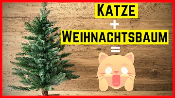 Sind Tannenbäume giftig?