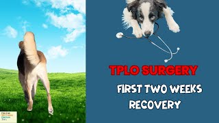 TPLO surgery first two weeks what to do