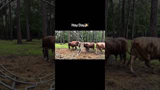 They have grass growing in their pasture but they still rather moo until their hay is delivered 🙄
