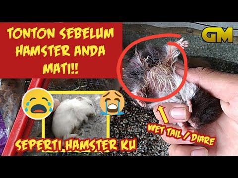 Cara mengobati Diare/Ekor basah pada Hamster