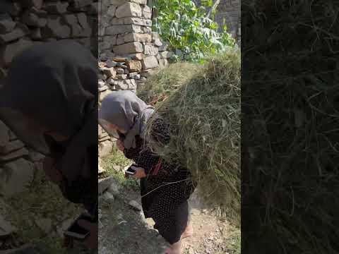 Сбор сена в селе - YouTube