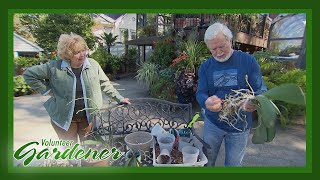 Growing Healthy Orchids | Volunteer Gardener screenshot 2