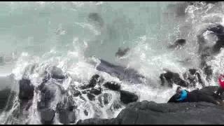 Ballena varó en Punta de Choros, Región de Coquimbo