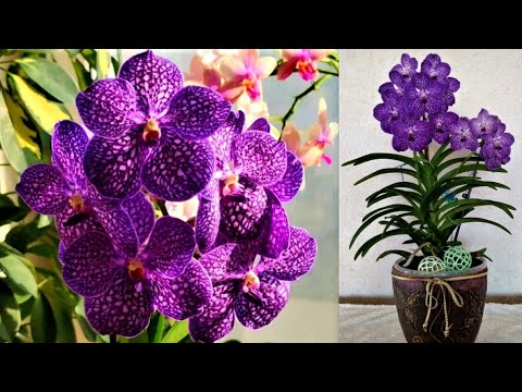 Видео: Wanda Orchid: описание, засаждане, грижи и размножаване у дома