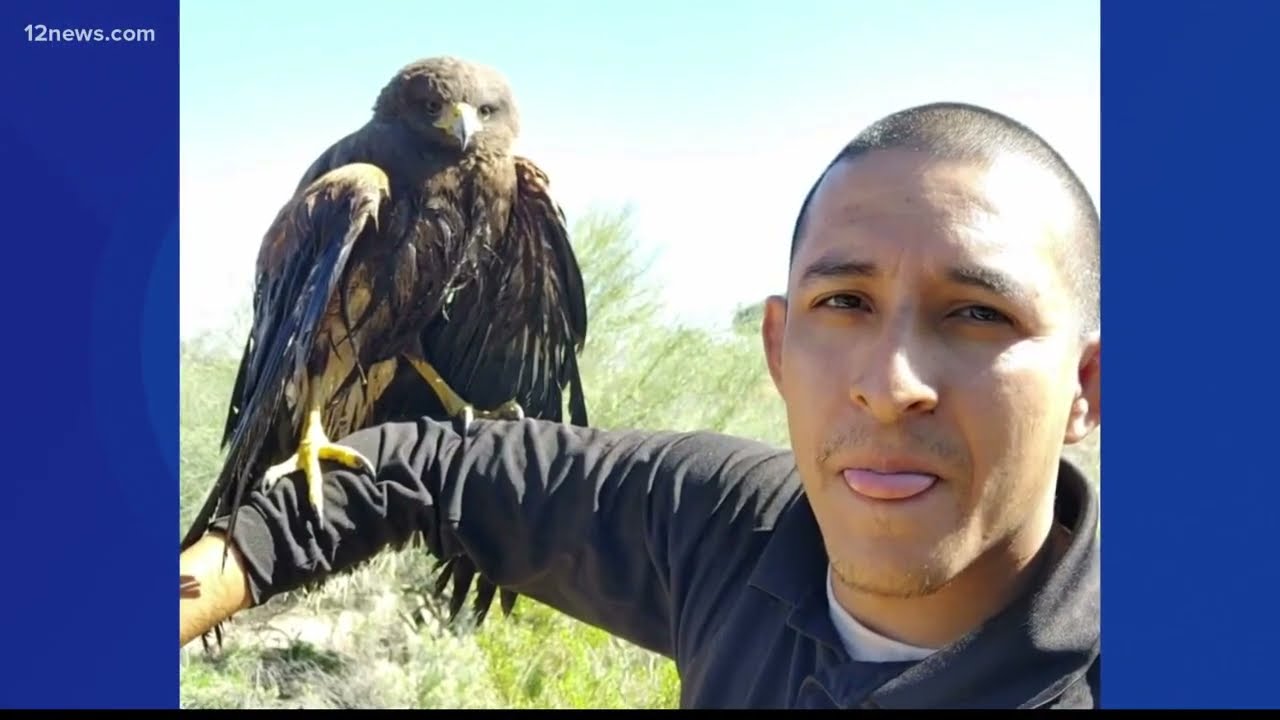 WATCH: Pest control tech rescues hawk from Valley pool drain