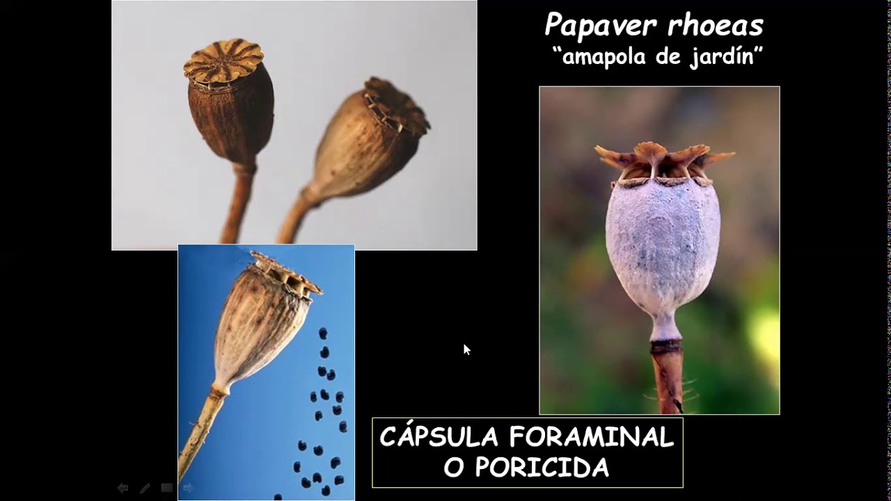 Familia Papaveráceas