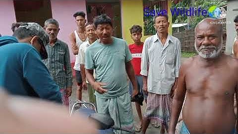 Rescue Burmese Python and hand over Forest Department (Jalpaiguri)